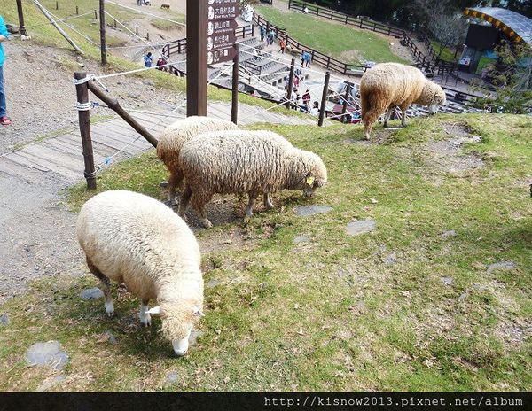 清境農場：青青草原的綿羊秀與高空觀景步道的山巒美景-秋高氣爽來一趟清境農場小旅行