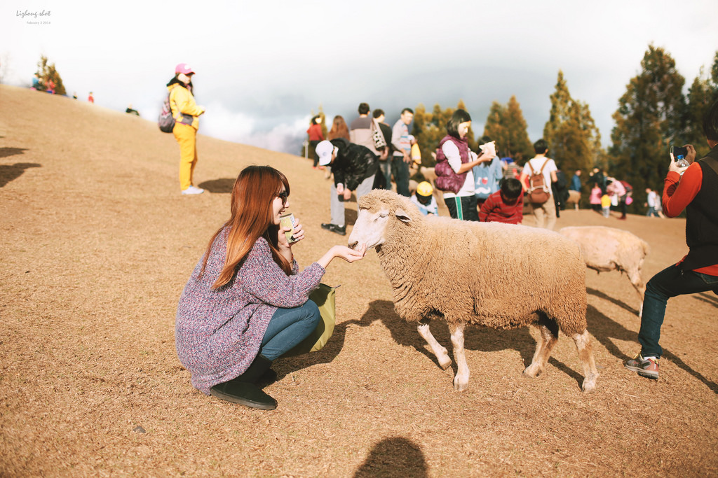 清境農場的暴走紀實 清境農場的暴走紀實