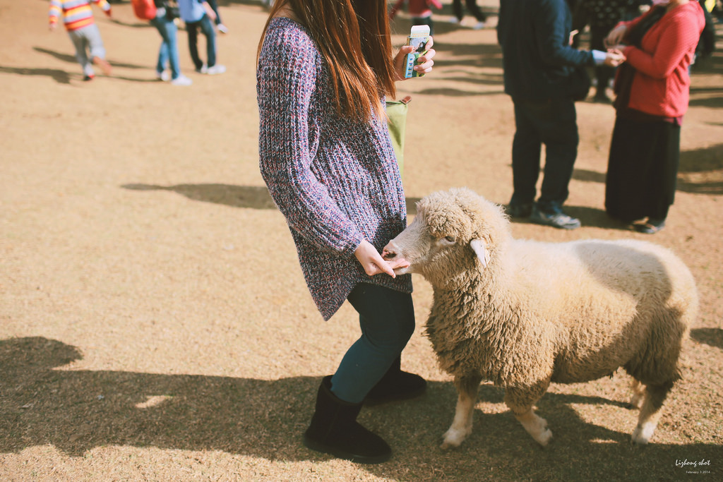 清境農場的暴走紀實 清境農場的暴走紀實