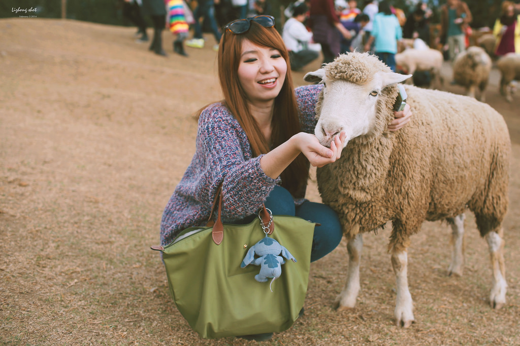 清境農場的暴走紀實 清境農場的暴走紀實