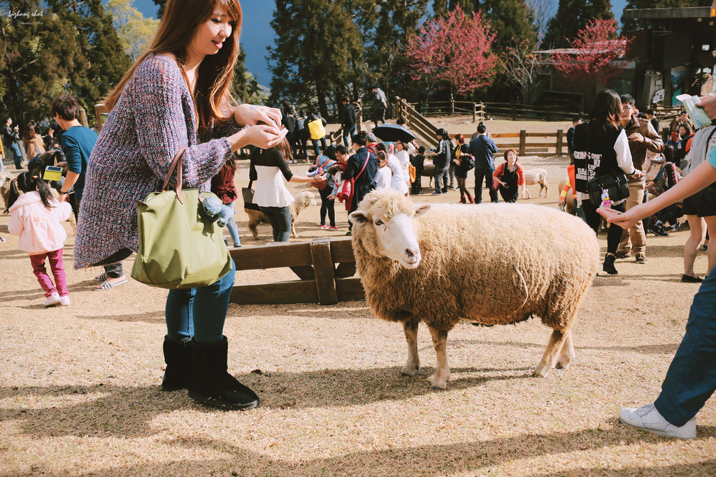 清境農場的暴走紀實 清境農場的暴走紀實
