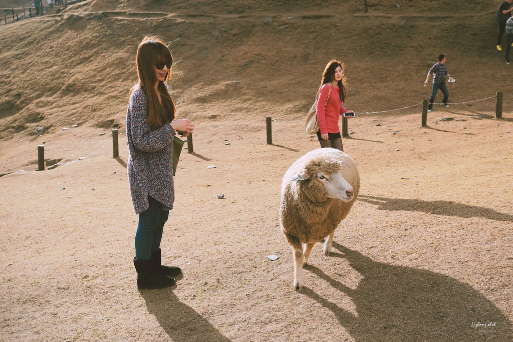 清境農場的暴走紀實 清境農場的暴走紀實