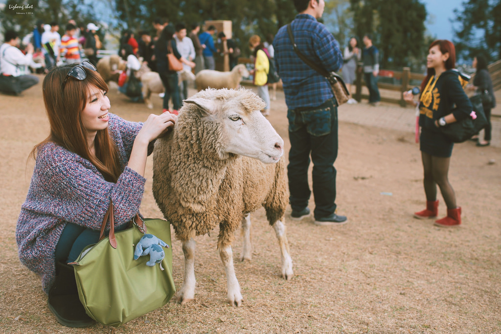 清境農場的暴走紀實 清境農場的暴走紀實