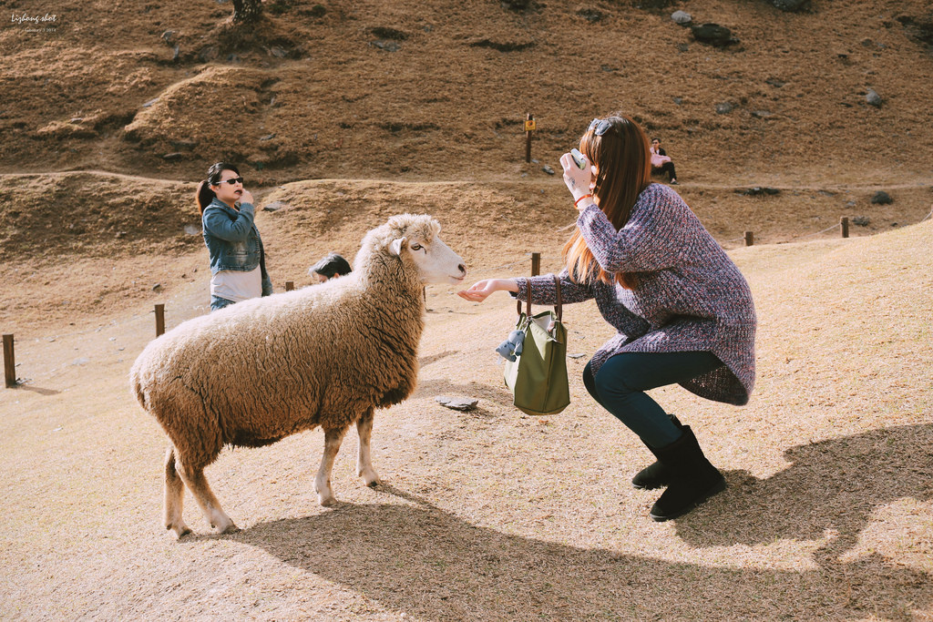 清境農場的暴走紀實 清境農場的暴走紀實