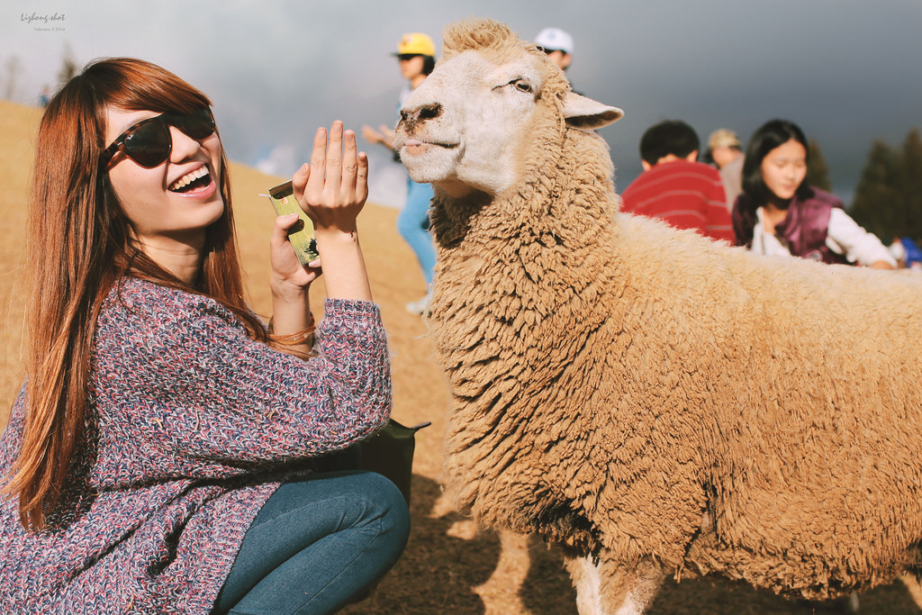 清境農場的暴走紀實 清境農場的暴走紀實