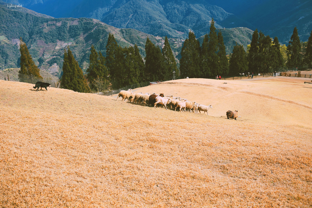 清境農場的暴走紀實 清境農場的暴走紀實