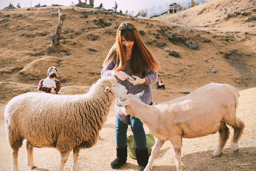 清境農場的暴走紀實 清境農場的暴走紀實