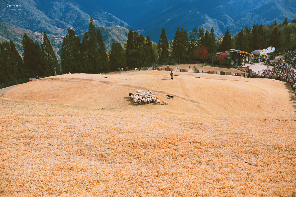 清境農場的暴走紀實 清境農場的暴走紀實