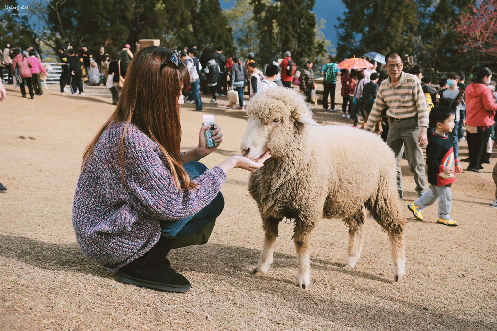 清境農場的暴走紀實 清境農場的暴走紀實