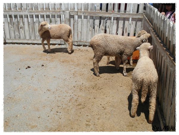 SAM_1727.JPG SAM_1727.JPG