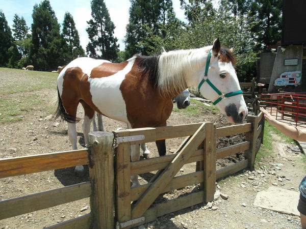 SAM_1801.JPG SAM_1801.JPG