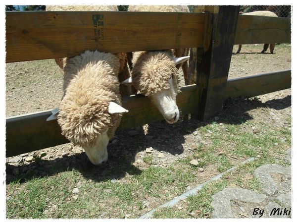 SAM_1789.JPG SAM_1789.JPG