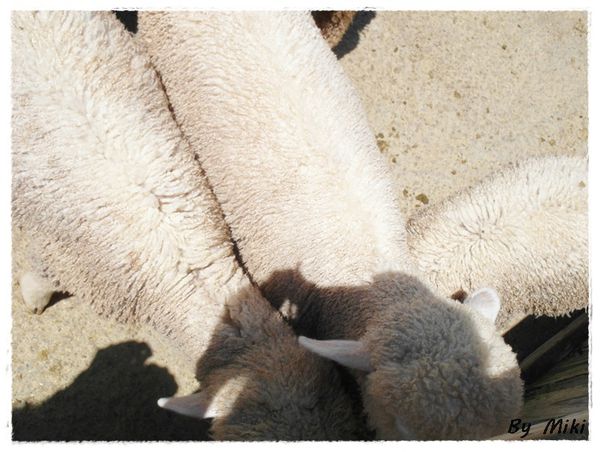 SAM_1730.JPG SAM_1730.JPG