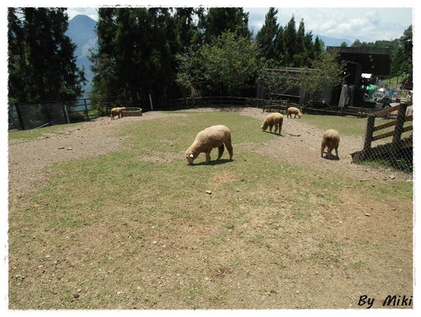 SAM_1786.JPG SAM_1786.JPG