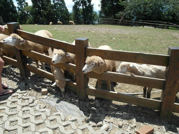 SAM_1798.JPG SAM_1798.JPG