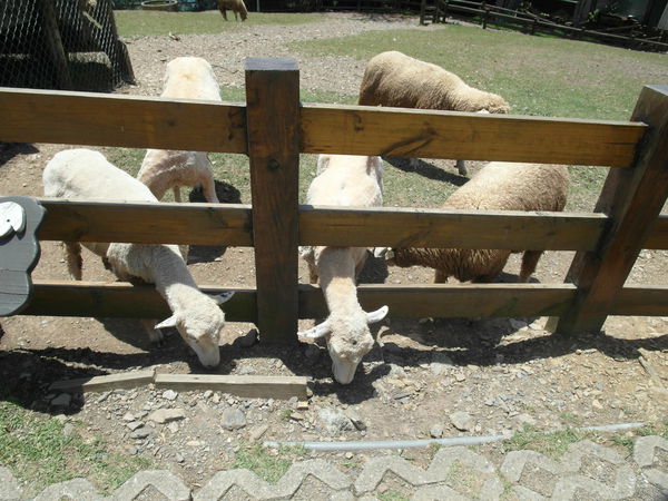 SAM_1795.JPG SAM_1795.JPG