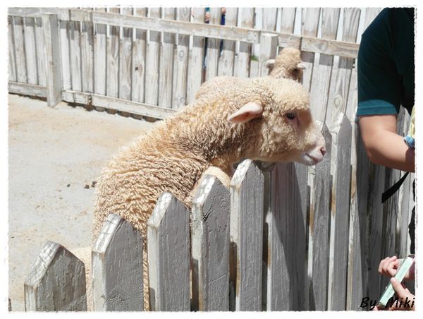 SAM_1736.JPG SAM_1736.JPG