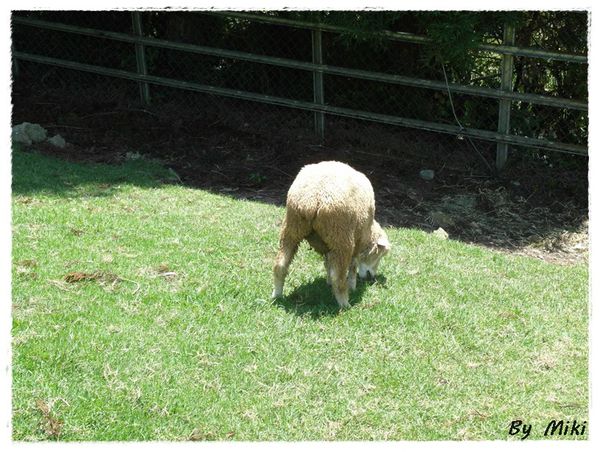 SAM_1788.JPG SAM_1788.JPG