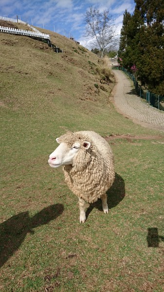 清境農場青青草原:南投~清境農場 青青草原+清境天空步道~親近大自然的美~餵食可愛羊咩咩~親子同遊好景點~