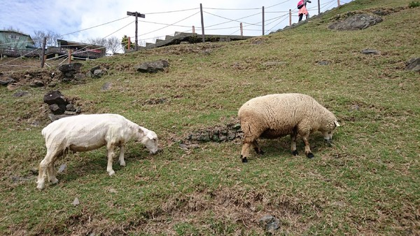 清境農場青青草原:南投~清境農場 青青草原+清境天空步道~親近大自然的美~餵食可愛羊咩咩~親子同遊好景點~
