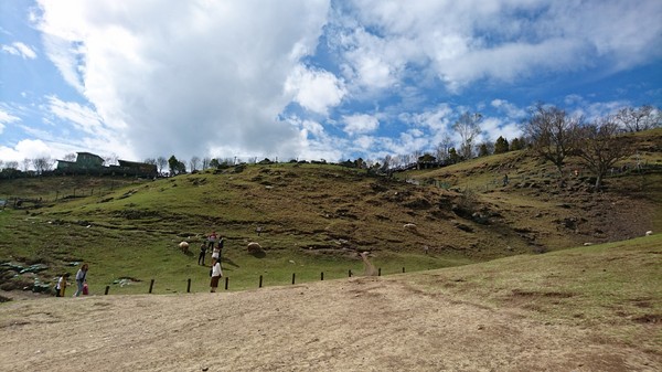 清境農場青青草原:南投~清境農場 青青草原+清境天空步道~親近大自然的美~餵食可愛羊咩咩~親子同遊好景點~