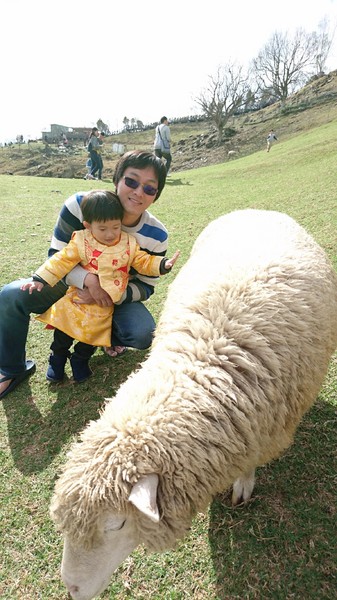 清境農場青青草原:南投~清境農場 青青草原+清境天空步道~親近大自然的美~餵食可愛羊咩咩~親子同遊好景點~