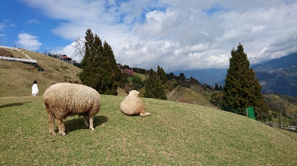 清境農場青青草原:南投~清境農場 青青草原+清境天空步道~親近大自然的美~餵食可愛羊咩咩~親子同遊好景點~