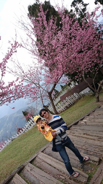 清境農場青青草原:南投~清境農場 青青草原+清境天空步道~親近大自然的美~餵食可愛羊咩咩~親子同遊好景點~