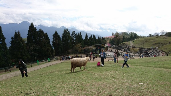 清境農場青青草原:南投~清境農場 青青草原+清境天空步道~親近大自然的美~餵食可愛羊咩咩~親子同遊好景點~