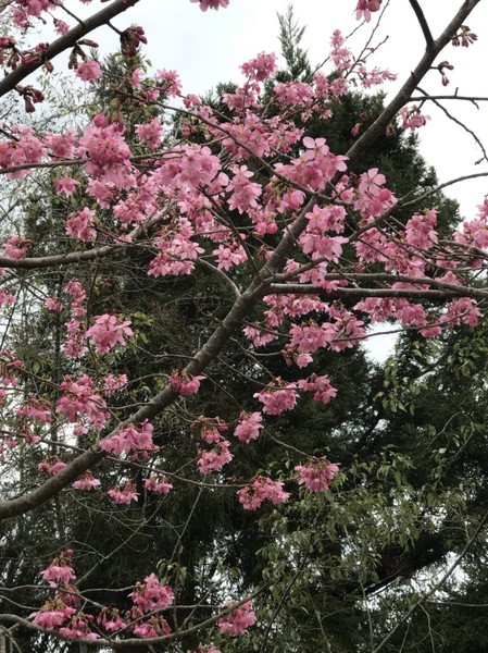 清境農場青青草原:南投~清境農場 青青草原+清境天空步道~親近大自然的美~餵食可愛羊咩咩~親子同遊好景點~