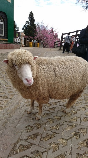 清境農場青青草原:南投~清境農場 青青草原+清境天空步道~親近大自然的美~餵食可愛羊咩咩~親子同遊好景點~