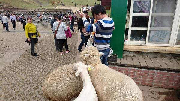 清境農場青青草原:南投~清境農場 青青草原+清境天空步道~親近大自然的美~餵食可愛羊咩咩~親子同遊好景點~