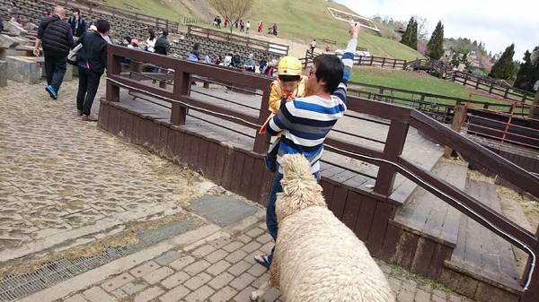 清境農場青青草原:南投~清境農場 青青草原+清境天空步道~親近大自然的美~餵食可愛羊咩咩~親子同遊好景點~