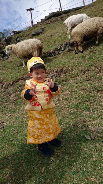 清境農場青青草原:南投~清境農場 青青草原+清境天空步道~親近大自然的美~餵食可愛羊咩咩~親子同遊好景點~