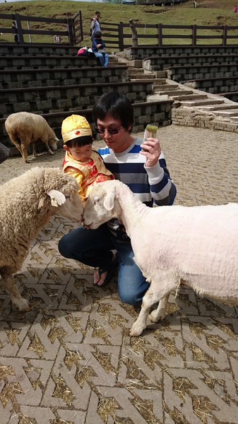 清境農場青青草原:南投~清境農場 青青草原+清境天空步道~親近大自然的美~餵食可愛羊咩咩~親子同遊好景點~