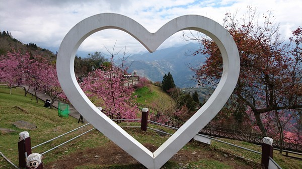 清境農場青青草原:南投~清境農場 青青草原+清境天空步道~親近大自然的美~餵食可愛羊咩咩~親子同遊好景點~
