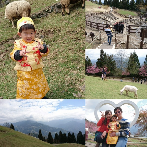 清境農場青青草原:南投~清境農場 青青草原+清境天空步道~親近大自然的美~餵食可愛羊咩咩~親子同遊好景點~