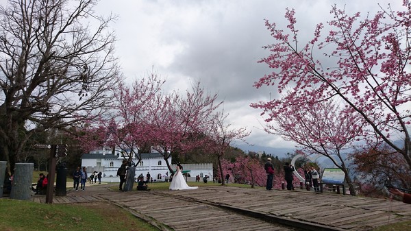 清境農場青青草原:南投~清境農場 青青草原+清境天空步道~親近大自然的美~餵食可愛羊咩咩~親子同遊好景點~