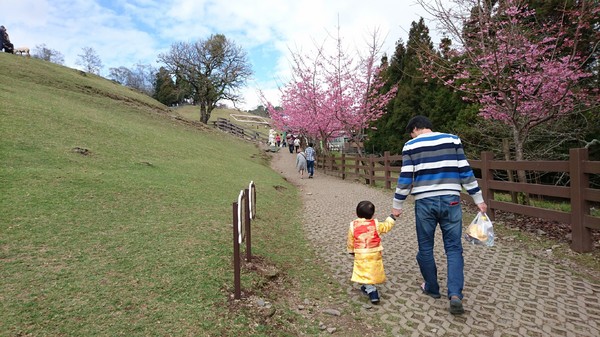 清境農場青青草原:南投~清境農場 青青草原+清境天空步道~親近大自然的美~餵食可愛羊咩咩~親子同遊好景點~