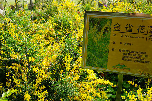 除了花之外,这裏也有许多珍贵的树木,像是500年的茄苳树,200年的