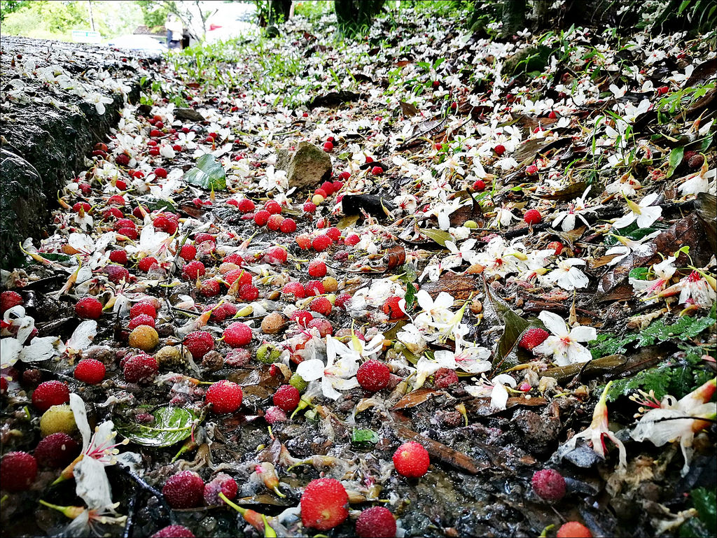 IMG_20170520_092031 IMG_20170520_092031