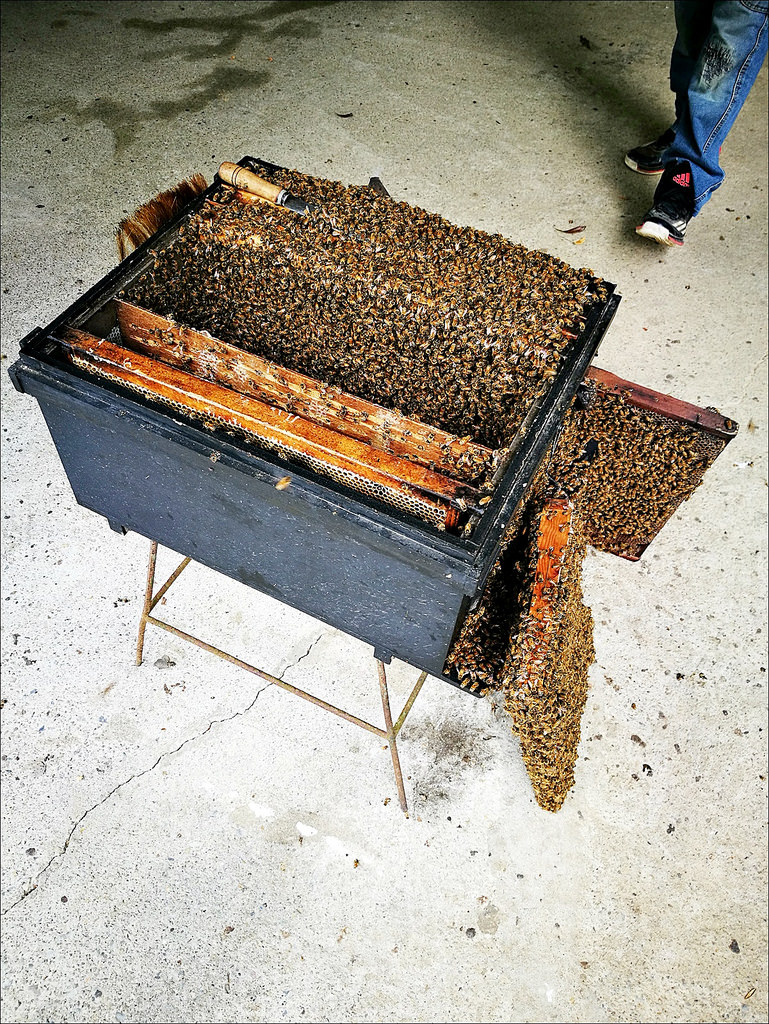 IMG_20170520_093331 IMG_20170520_093331