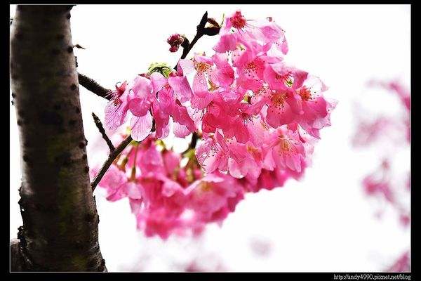 20160312東勢林場5 20160312東勢林場5