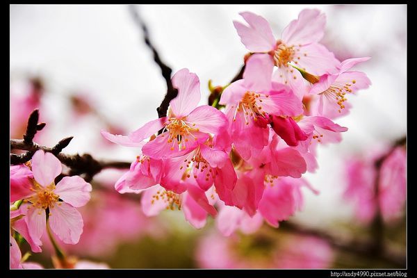 20160312東勢林場17 20160312東勢林場17