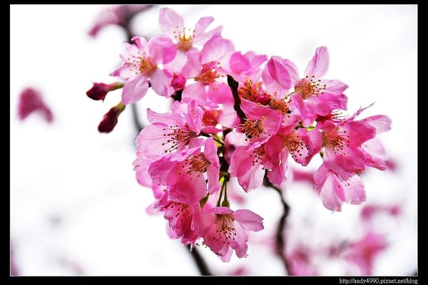 20160312東勢林場6 20160312東勢林場6