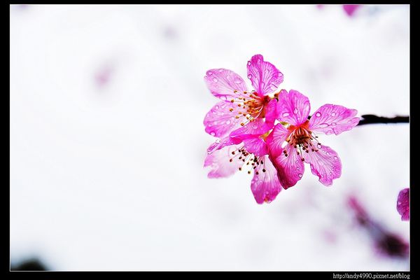 20160312東勢林場1 20160312東勢林場1