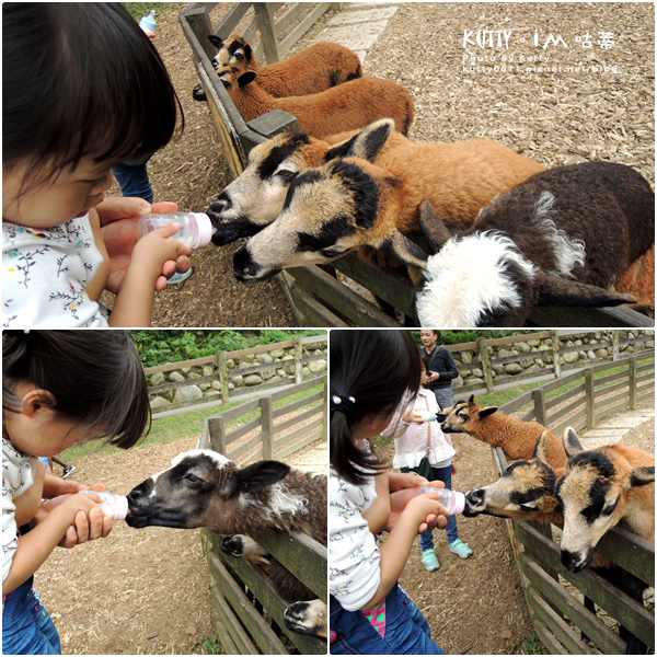 2018-3-18飛牛牧場 (36).jpg 2018-3-18飛牛牧場 (36).jpg