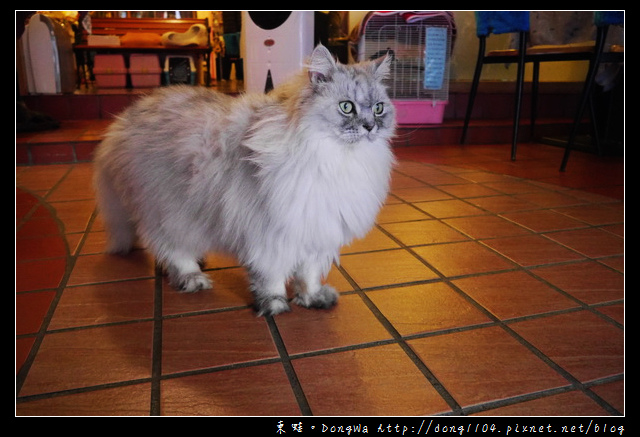 台北食記 貓咪咖啡館 超多貓咪陪喝下午茶 芝山捷運站旁 小貓花園 Walkerland窩客島 我傳媒walkermedia