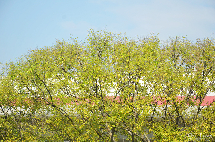 看電車咖啡館32.jpg 看電車咖啡館32.jpg