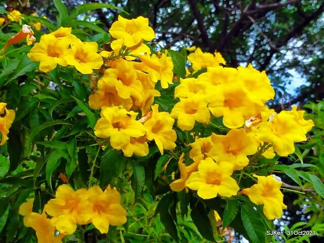 「紅茶屋」（Ｄｒｉｎｋ　ｂｏｏｔｈ），　Ｔａｉｐｅｉ，　Ｔａｉｗａｎ，　ＳＪＫｅｎ，　Ｎｏｖ　１，　２０２１．